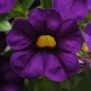 Calibrachoa Cabaret 'Purple'