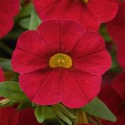 Calibrachoa Cabaret 'Red'