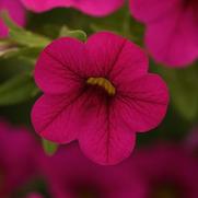 Calibrachoa Cabaret 'Neon Rose'