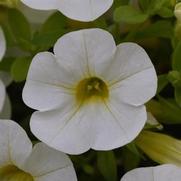 Calibrachoa Cabaret 'White'