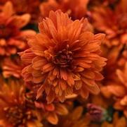 Chrysanthemum 'Sweet Potato Pie Bronze'