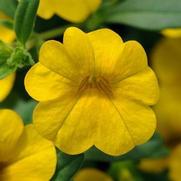 Calibrachoa Cabaret 'Deep Yellow'