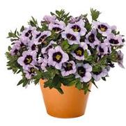 Calibrachoa Hula 'Blue' Calibrachoa Hula 'Blue'