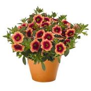 Calibrachoa Hula 'Orange' Calibrachoa Hula 'Orange'