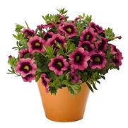 Calibrachoa Hula 'Hot Pink' Calibrachoa Hula 'Hot Pink'