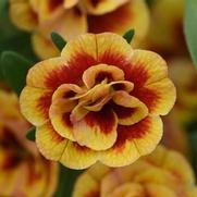 Calibrachoa MiniFamous 'Neo Double Orange Tastic'