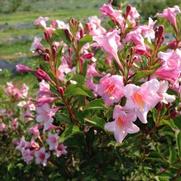 Weigela florida 'Sonic Bloom Pure Pink'