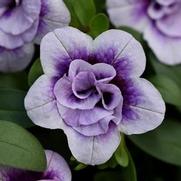 Calibrachoa MiniFamous 'Neo Double Plum Tastic'