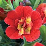 Calibrachoa MiniFamous 'Uno Double Orange Flame' Calibrachoa MiniFamous 'Uno Double Orange Flame'