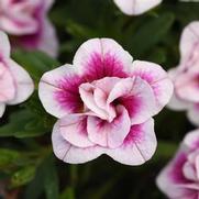 Calibrachoa MiniFamous 'Uno Double Pink Tastic' Calibrachoa MiniFamous 'Uno Double Pink Tastic'
