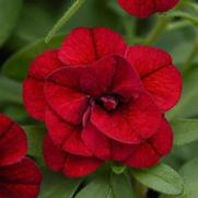 Calibrachoa MiniFamous 'Uno Double Red'