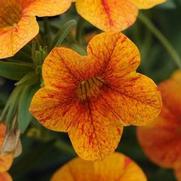 Calibrachoa 'Terracotta' Calibrachoa 'Terracotta'