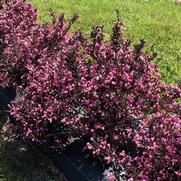 Weigela florida 'Very Fine Wine' Weigela florida 'Very Fine Wine'