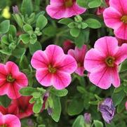 Calibrachoa 'Volcano Neon' Calibrachoa 'Volcano Neon'