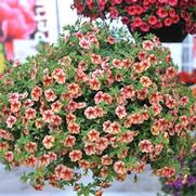 Calibrachoa 'Volcano Sunset' Calibrachoa 'Volcano Sunset'