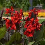 Canna Cannova 'Bronze Scarlet' Canna Cannova 'Bronze Scarlet'