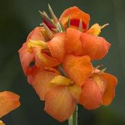 Canna Cannova 'Orange Shades'