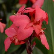 Canna Cannova 'Rose'