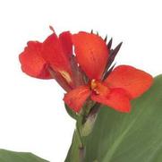 Canna Cannova 'Scarlet'