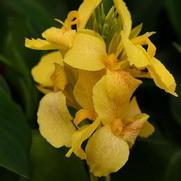 Canna Cannova 'Yellow'