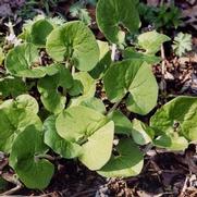 Asarum canadense