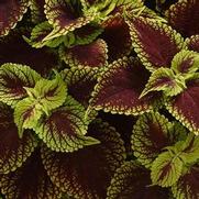 Coleus 'Coleosaurus' Coleus 'Coleosaurus'