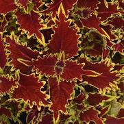 Coleus 'Copperhead'