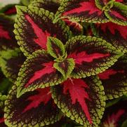 Coleus 'French Quarter'