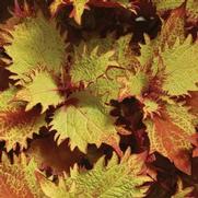 Coleus 'Henna' Coleus 'Henna'