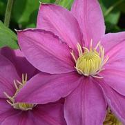Clematis 'Alaina' Clematis 'Alaina'