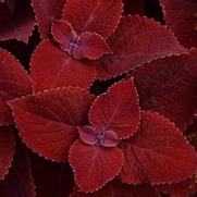 Coleus 'Ruby Slipper'