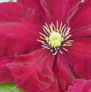 Clematis 'Charmaine'