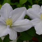 Clematis 'Chelsea' Clematis 'Chelsea'
