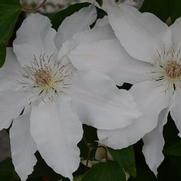 Clematis 'Hyde Hall'