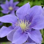 Clematis 'Olympia'