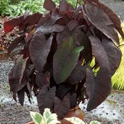 Colocasia esculenta 'Black Magic' Colocasia esculenta 'Black Magic'