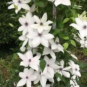 Clematis 'Tsukiko' Clematis 'Tsukiko'