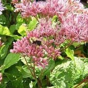 Eupatorium purpureum 'Little Joe'