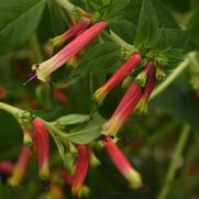 Cuphea hybrid 'Honeybells'