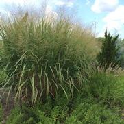 Panicum virgatum 'Thundercloud'