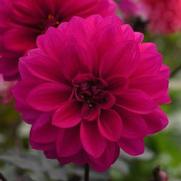 Dahlia hybrid 'City Lights Neon'