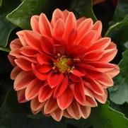 Dahlia Dahlietta 'Anna' Dahlia Dahlietta 'Anna'