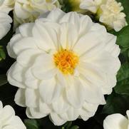 Dahlia Dahlietta 'Blanca' Dahlia Dahlietta 'Blanca'