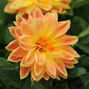 Dahlia Dahlietta 'Coby' Dahlia Dahlietta 'Coby'