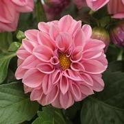 Dahlia Dahlietta 'Emily' Dahlia Dahlietta 'Emily'