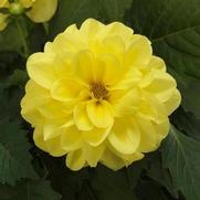 Dahlia Dahlietta 'Julia' Dahlia Dahlietta 'Julia'