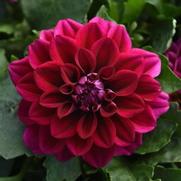 Dahlia Dahlietta 'Patty' Dahlia Dahlietta 'Patty'
