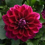 Dahlia Dahlietta 'Patty'