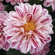 Dahlia Dahlietta 'Paula' Dahlia Dahlietta 'Paula'