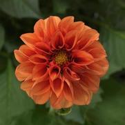 Dahlia Dahlietta 'Rachel' Dahlia Dahlietta 'Rachel'